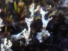 Cladonia incerta