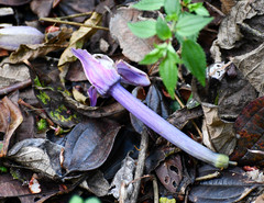 Passiflora cumbalensis