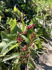 Persicaria