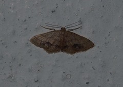 Idaea chotaria