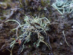 Cladonia capitellata