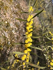 Acacia lanigera