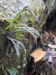 Haplopteris ensiformis