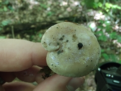 Lactarius mucidus