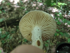 Lactarius mucidus