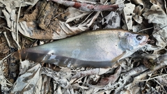 Notopterus notopterus