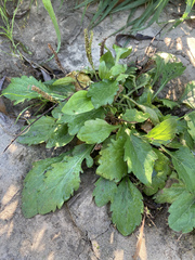 Plantago major