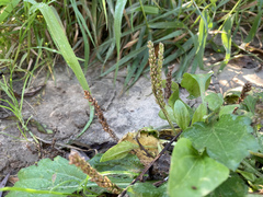 Plantago major