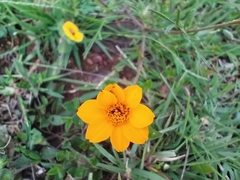 Dyssodia tagetiflora
