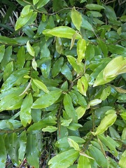 Ardisia bakeri