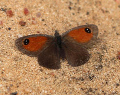 Stygionympha geraldi