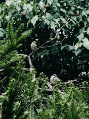 Passer domesticus