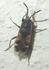 Lanchnophorus singalensis