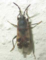 Lanchnophorus singalensis