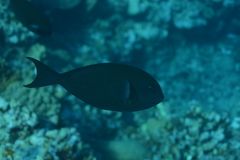 Whitefin Surgeonfish photo 1