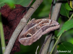 Eryphanis aesacus