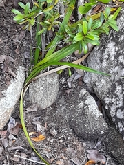 Hypoxidia rhizophylla