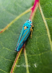 Graphocephala atropunctata