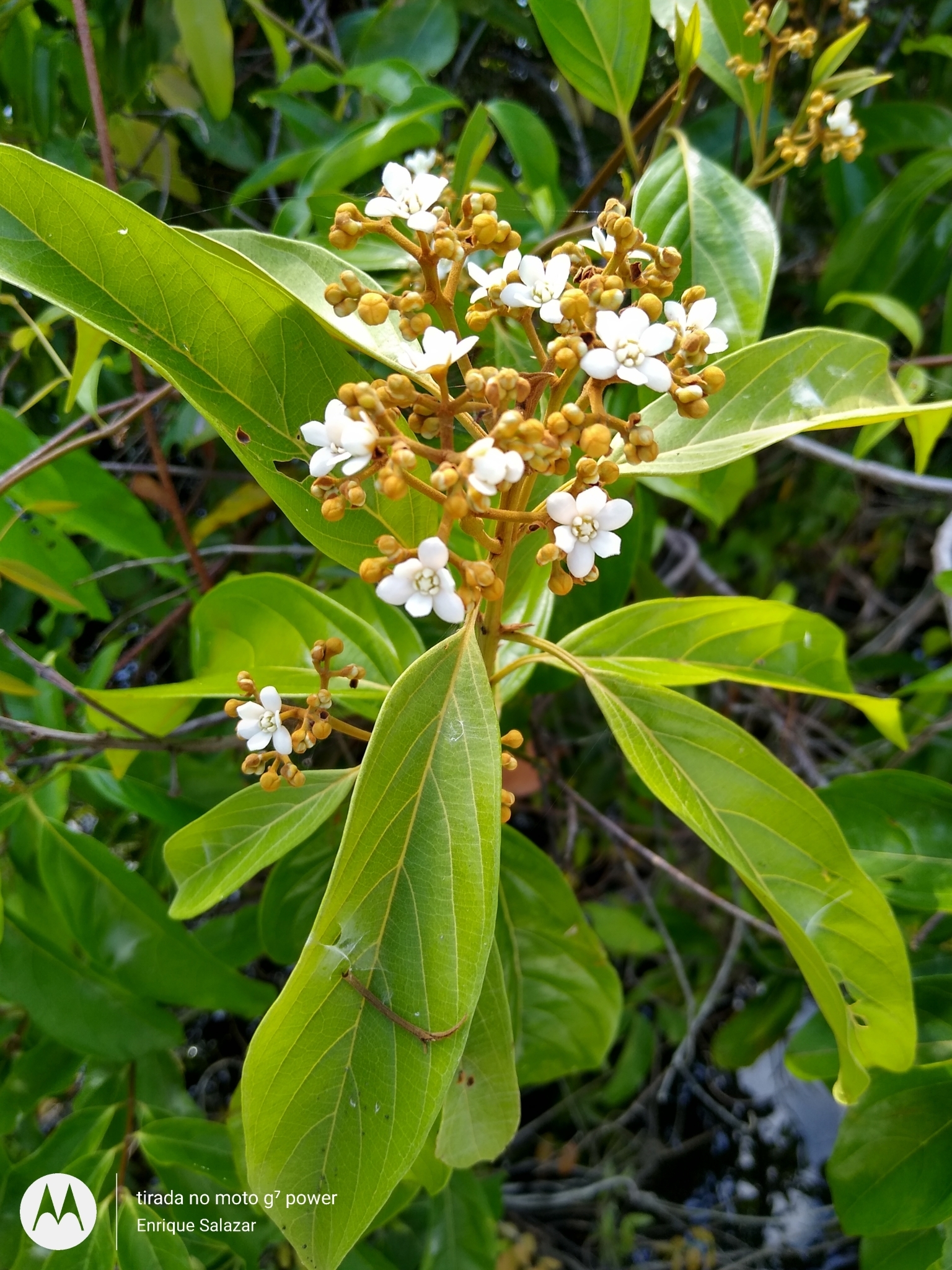 Nectandra amazonum