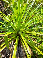 Pandanus multispicatus