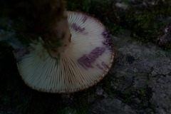 Lactarius dispersus