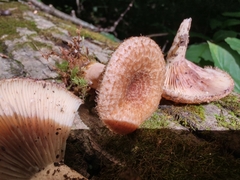 Lactarius dispersus
