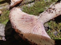 Lactarius dispersus