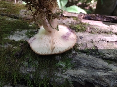 Lactarius dispersus