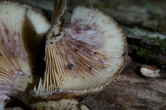 Lactarius dispersus