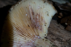Lactarius dispersus