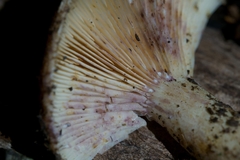Lactarius dispersus
