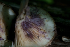 Lactarius dispersus