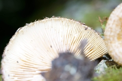 Lactarius dispersus