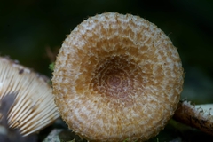 Lactarius dispersus