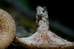 Lactarius dispersus