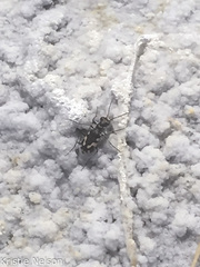 Cicindela willistoni