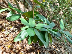 Mimusops sechellarum