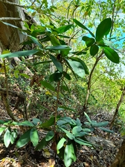 Mimusops sechellarum