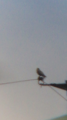 Aves