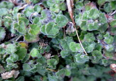 Lobelia ardisiandroides