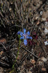 Moraea lugubris