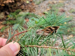 Catocala semirelicta