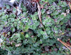 Lobelia ardisiandroides