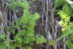 Adiantum excisum