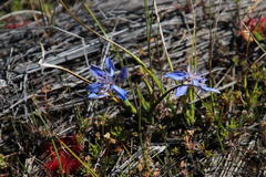 Moraea lugubris