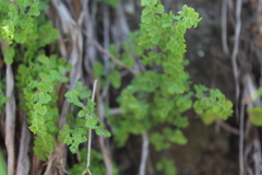 Adiantum excisum