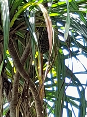 Pandanus balfourii