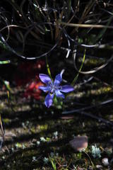 Moraea lugubris