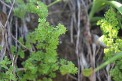 Adiantum excisum