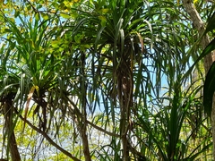 Pandanus balfourii